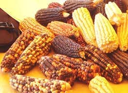 maíz- indigenismo